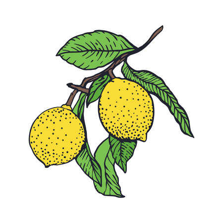 Lemons branch in graphic style. Fruits and leaves. Sketch in black ink with color painting. Hand drawn vector illustration. For greeting cards, food and cosmetic labels, banners, posters.のイラスト素材