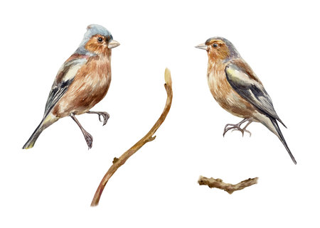 Birds and twigs set. Hand drawn watercolor illustration isolated on white. For vintage birthday, valentines day, mothers day cards, invitations, banners, posters, labels.の写真素材