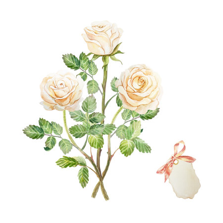 Roses in peach color. Bouquet of flowers and leaves. Hand drawn watercolor illustration isolated on white. For birthday greeting cards, mothers day, wedding invitations, labels, banners, posters.の写真素材