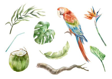 Macaw parrot, palm and monstera leaves, strelitzia flower, twig, coconut drink. Tropical set. Hand drawn watercolor illustration isolated on white. Cards, invitations, summer banners, labels, posters.の写真素材