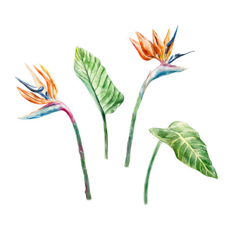 Strelitzia. Tropical plant, leaves, flower, stem. Hand drawn watercolor illustration isolated on white. For cards, invitations, summer banners, labels, posters.の写真素材