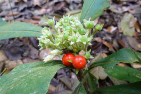Flower with fruit grow wile on the hillの写真素材