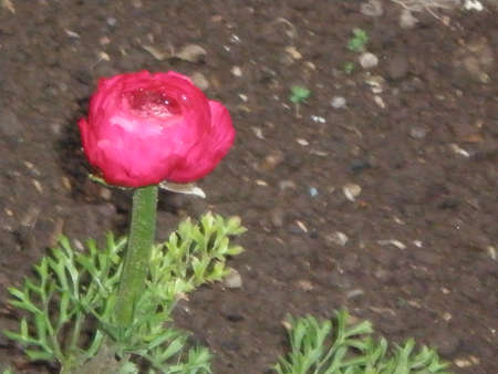 Flower grow on the highlandの写真素材