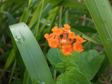 Flower in the bushの写真素材