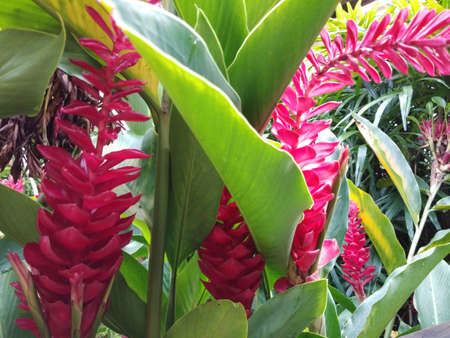 Flower in the gardenの写真素材