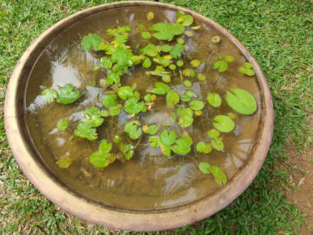 Water plant in the potの写真素材