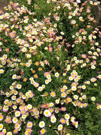 Flower in the gardenの写真素材