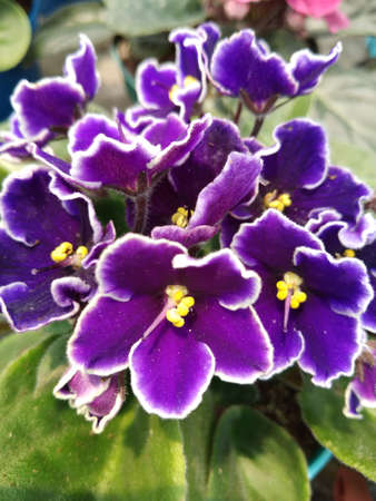 Flower in the gardenの写真素材