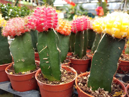 Cactus in the potの写真素材