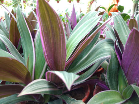 Plant in the gardenの写真素材