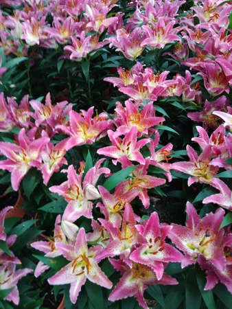 Flower plant in the gardenの写真素材