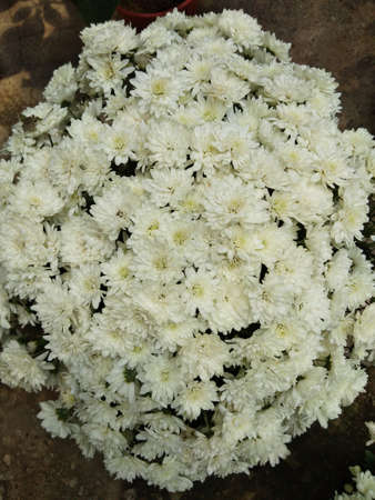 Bunch of flowersの写真素材