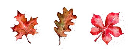hand-drawn watercolor illustration. red and yellow autumn leaves of trees. decoration for a postcard, banner, invitation. autumn, Halloween, isolatedの写真素材