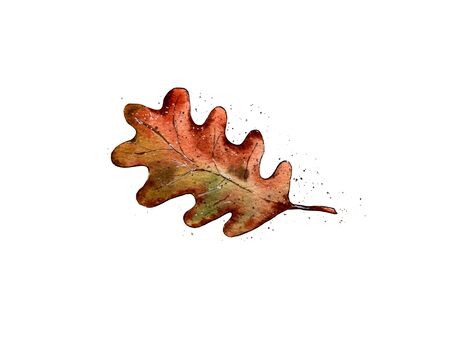 Hand-drawn watercolor illustration. Red autumn oak leaf. Postcard decoration, herbarium. Symbol of autumn. Attribute Of Halloween. Isolated on a white backgroundの写真素材