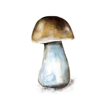 Illustration of boletus mushrooms. Autumn mushroom with a brown cap on a white leg. Isolated on a white background.の写真素材