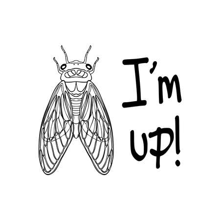 Vector illustration of an insect cicada black and white vector image on a white backgroundのイラスト素材