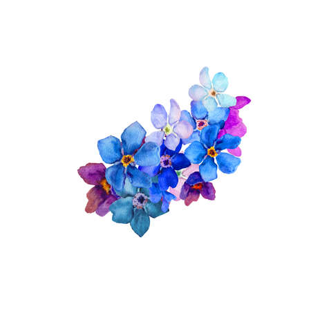 watercolor illustration. watercolor flowers of blue forget-me-nots on a white background. botany and floristry, spring colors.ready-made template for a postcard.の写真素材