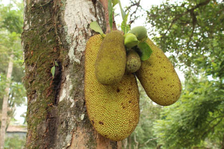 Jackfruit on the tree in the garden. (Scientific name: Artocarpus heterophyllus)