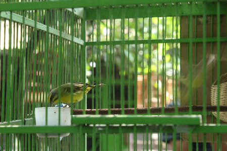 Black-headed Bulbul in a cage at the bird park.