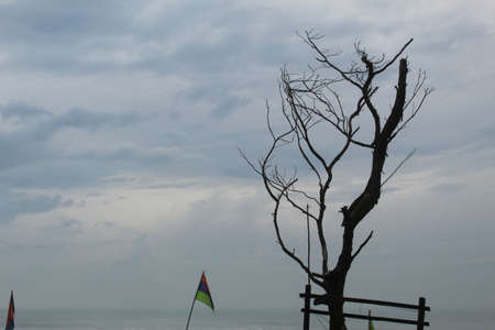 Dead tree on the beach with a flag in the background