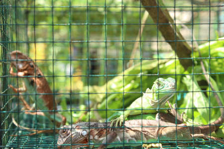 Iguana in a cage on a background of green leaves.の写真素材