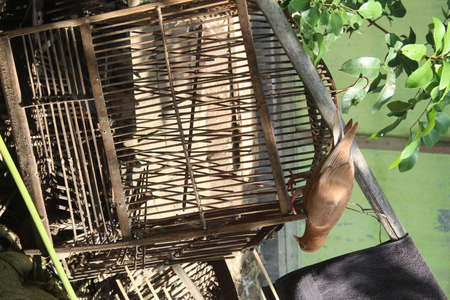 bird cage in the garden, bird cage in the garden, bird cageの写真素材