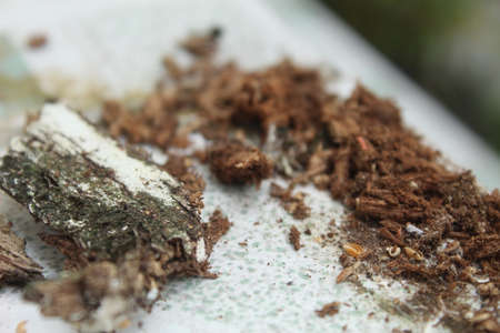 Mold on a piece of wood. Close-up shot.