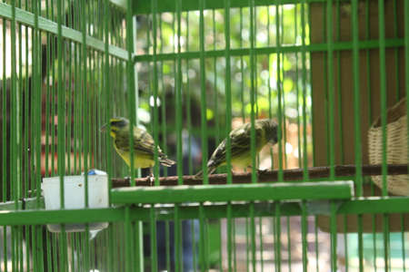Birds in a cage. Birds in a cage. Birds in a cage.