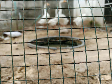 Duck in the cage. Selective focus. Shallow depth of field.の写真素材