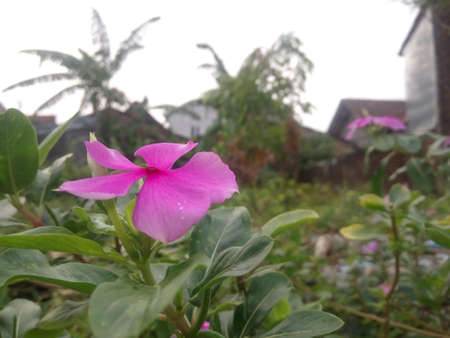 Pink Periwinkle flower in the garden. (Vinca rosea)