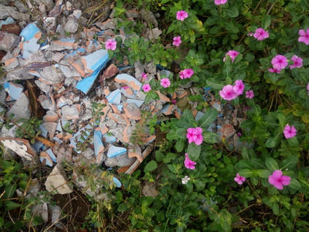Plastic waste in the garden. Pollution of the environment.の写真素材