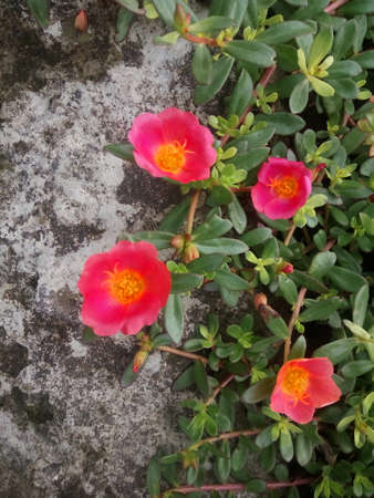 Portulaca oleracea flowers in the garden. High quality photoの写真素材