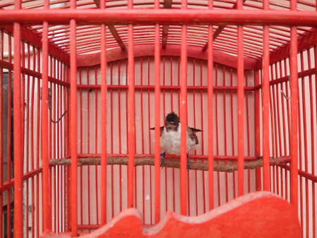Bird in a cage. Animal in captivity.の写真素材