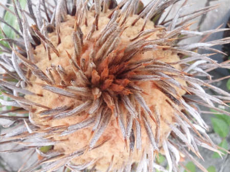 Cactus flower in the garden. Close up of cactus flower.の写真素材