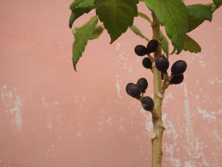 black berries on a branch on a pink background. selective focus.の写真素材