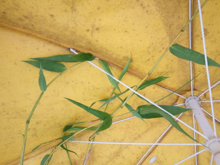 Bamboo leaves on a yellow umbrella. The background is blurred.の写真素材