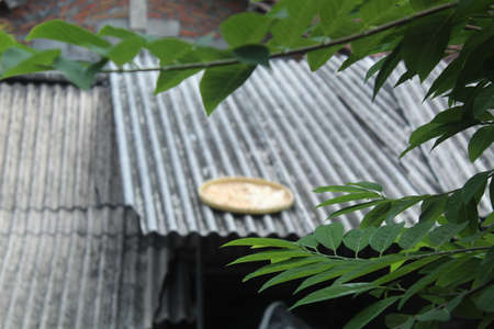 A closeup shot of the roof of a house with green leavesの写真素材