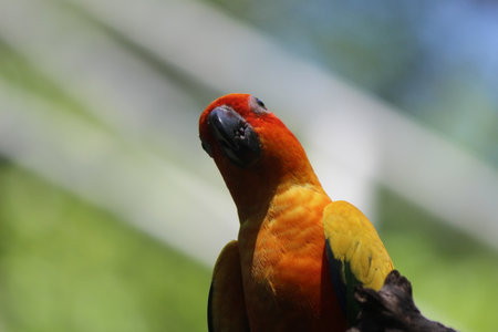 Sun Conure, Sun Conure (Aratinga solstitialis)