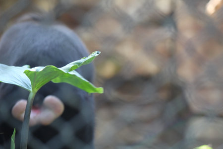 Monkey in the zoo with a green leaf in the hand.の写真素材