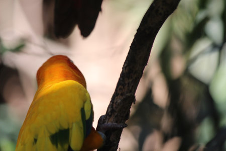 Sun Conure (Aratinga solstitialis) perched on a branch