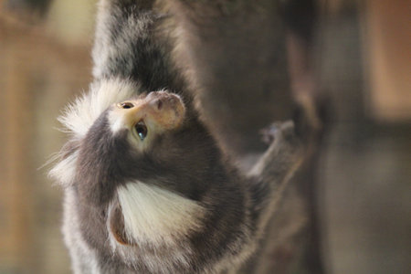 The common marmoset (Callithrix jacchus) also called white-tufted marmoset or white-tufted-ear...