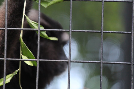 Gibbon in a cage, close-up view of the animalの写真素材