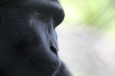 Macaca tonkeana, Tonkean Monkey is a type of monkey that can only be found in Central Sulawesi and the Togian Islands. has strong limbs, a fairly long snout and a short tail.の写真素材