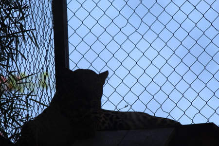 Leopard in a cage at the zoo, closeup of photoの写真素材