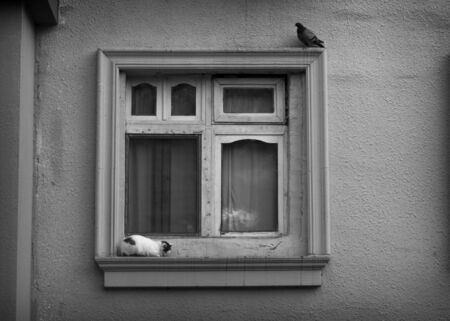 Stray Cat and Pigeon on Window /の写真素材