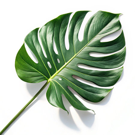 Monstera deliciosa leaf isolated on white background with clipping pathの素材