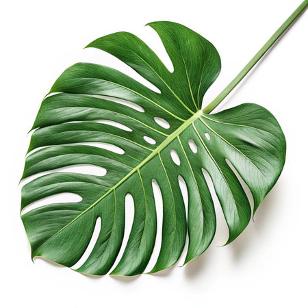 Monstera deliciosa leaf isolated on white background with clipping pathの素材