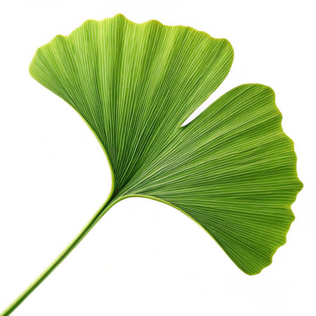 Ginkgo biloba leaf isolated on white background with clipping pathの素材