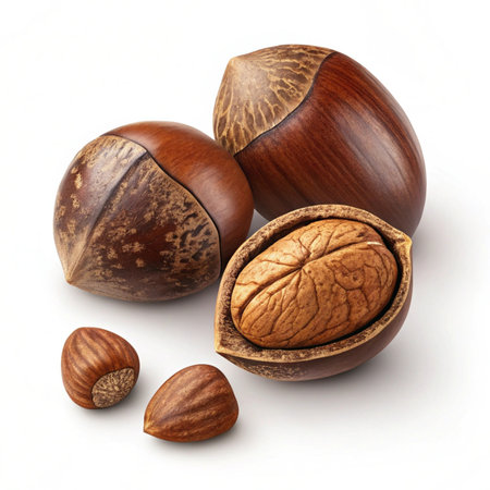 Hazelnuts isolated on white background. Clipping path included.の素材