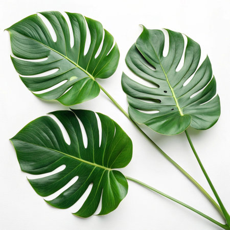 Monstera leaves on white background. Flat lay, top view.の素材